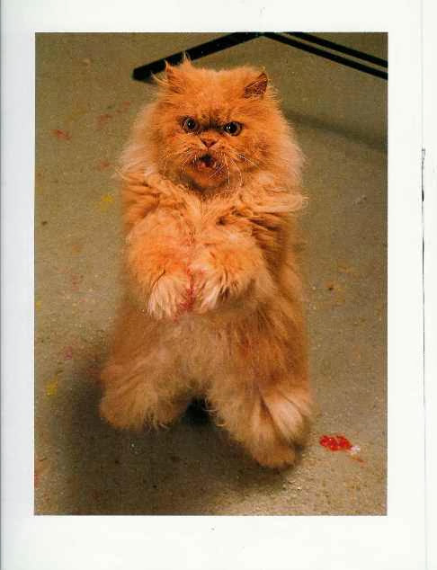 cat sitting up with paint on paws