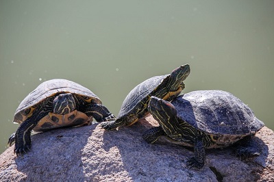 Turtles