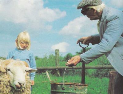 Grandpa feeding sheep