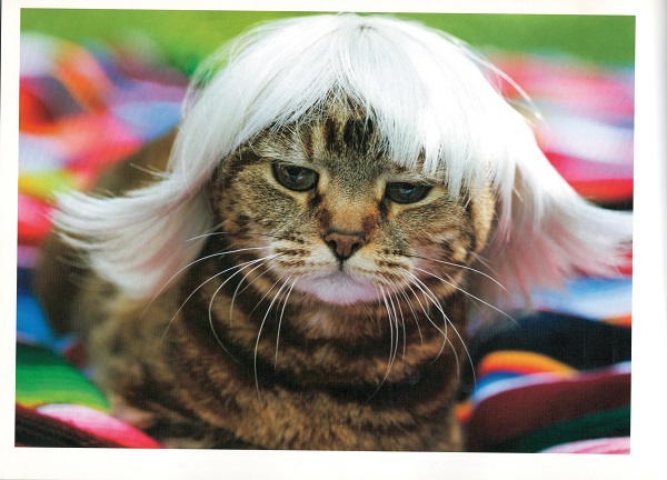 kitty wigs blonde