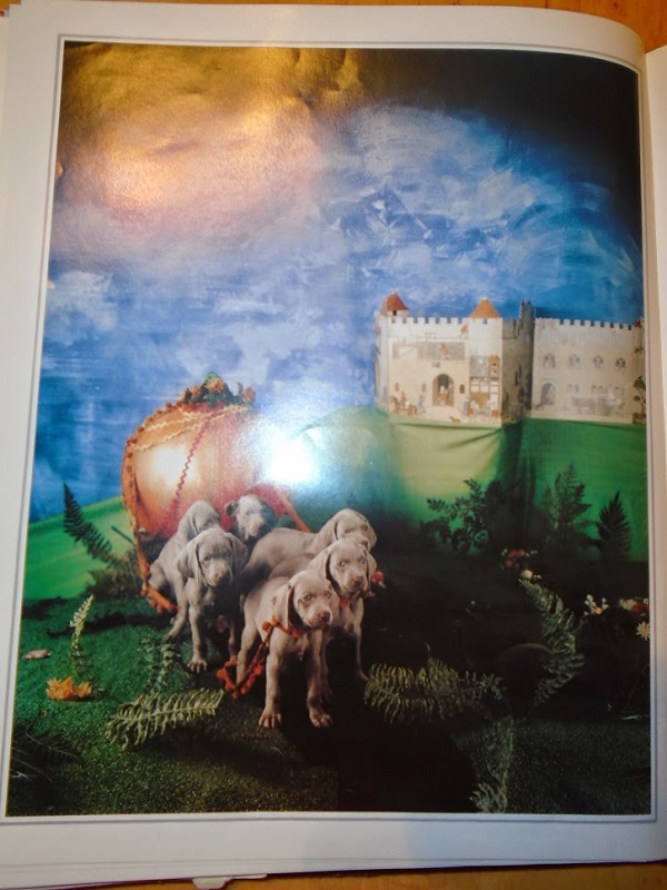 Dogs pulling pumpkin carriage