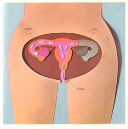 female productive organs