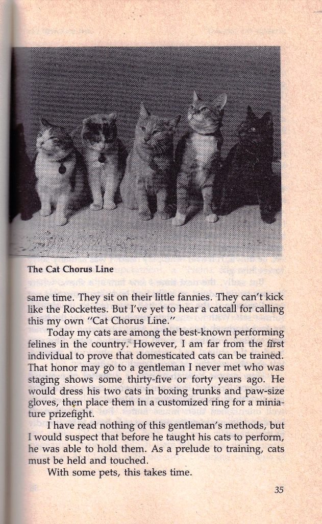 cats in a line