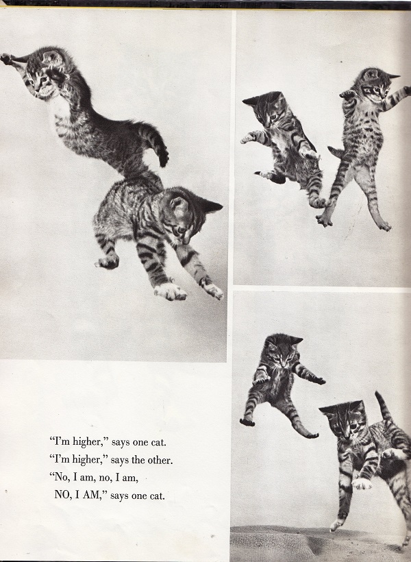 cats jumping
