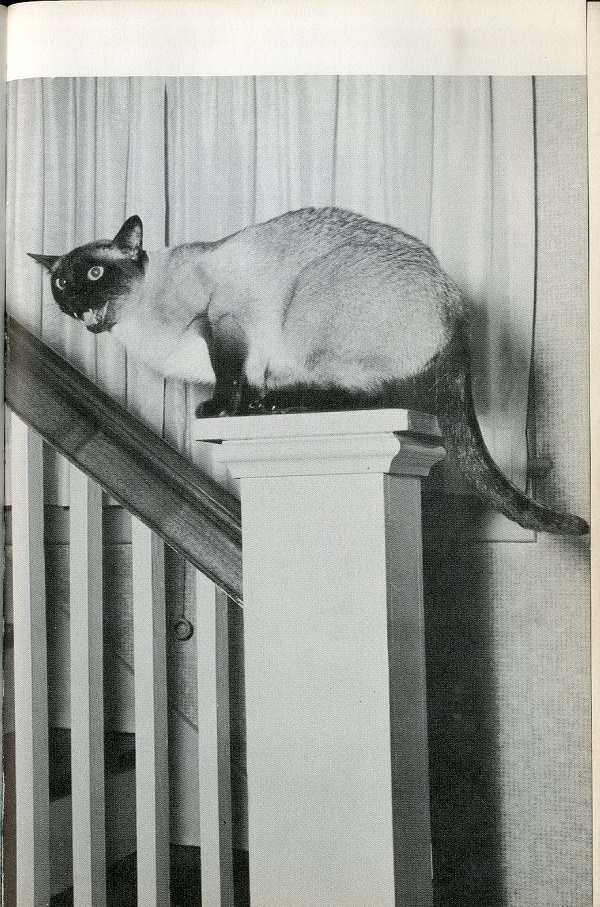 Siamese cat
