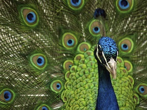 Proud Peacock