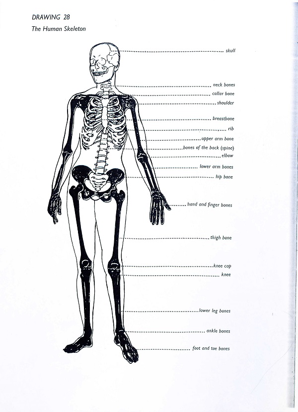 human skeleton