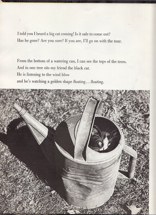 cat in a watering can