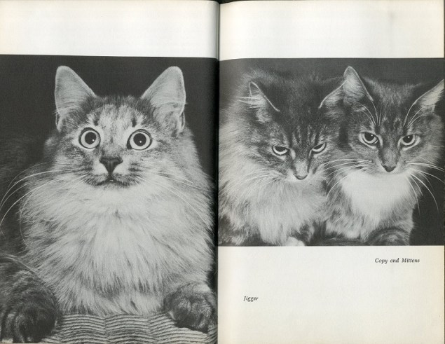 Copy, Mittens, and Jigger