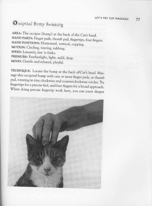 head message for cat